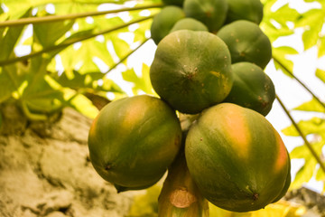 Natureza - Frutas Saudáveis