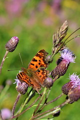 Butterfly on the meadow