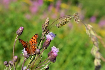 Butterfly on the meadow