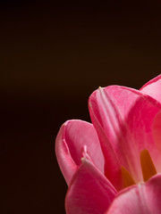 Beautiful pink tulips close-up macro shot, spring time concept