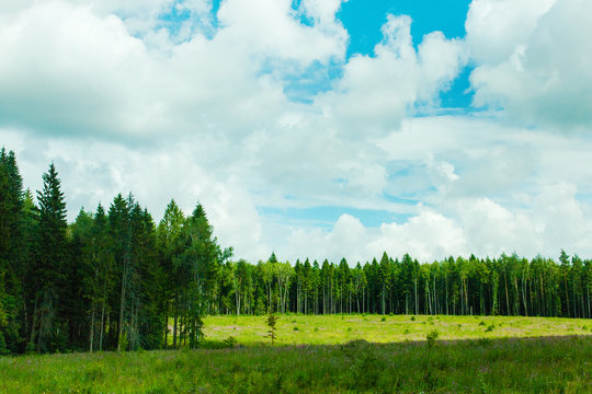 Green meadow under blue sky with clouds and forest in distance. Beautiful landscape image. Background picture for different purposes, selective focus