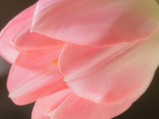 Beautiful blurred pink tulips close-up macro shot, spring time concept