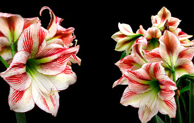 Focus Stacked Image of Red & White Amaryllis after the Rain