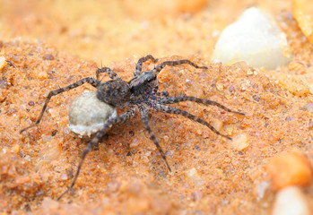 Focus Stacked Image of Small Female Spider with an Egg Sack