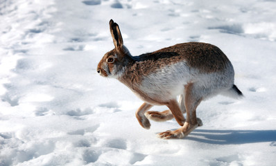 Hare runs on white snow in winter