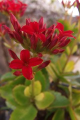 Obraz premium red flower in the garden