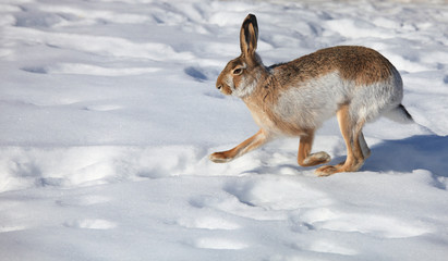Naklejka premium Hare runs on white snow in winter