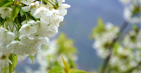 Kirschbaumblüten