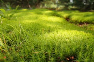 Yellow and green grass and moss closeup. Blurred background