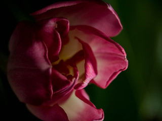 blurred tulip on green background. Copy space for the text. Greeting card for Women's Day or Mother's Day