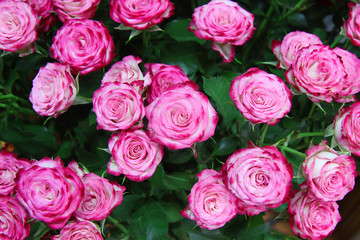 bouquet of pink roses