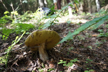 Closeup mushroom growing in the grass and moss in the forest.