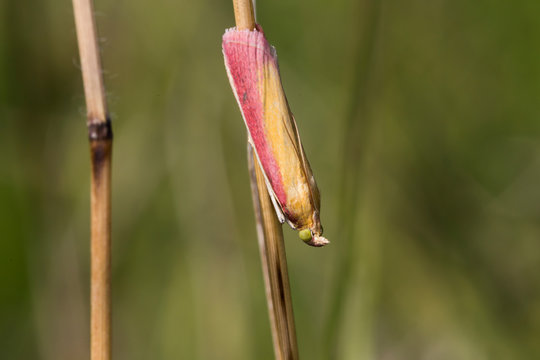 Oncocera Semirubella