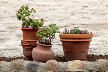 Three terracotta pots hold succulent plants