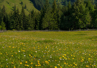 Meadow with mountain flowers in the background of the forest. Idyllic landscape in the Carpathians with fresh green meadows and blooming flowers.