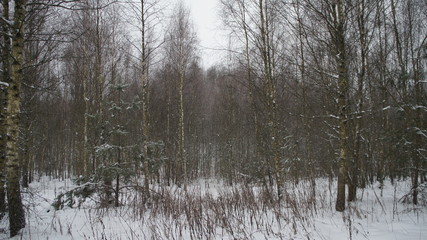 Gray gloomy winter forest without foliage. Bare trees in the snow.