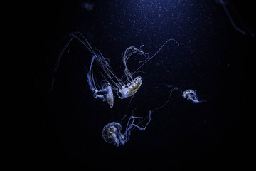 Quallen