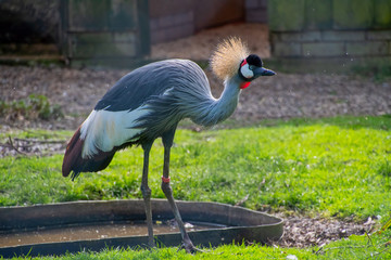 Grey crowned crane bird standing in some water