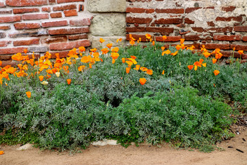 Goden California poppies grow near a brick wall