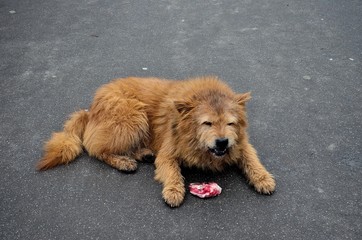 Fototapeta premium chow chow dog