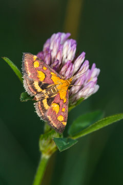 Purple Borer (Pyrausta Purpuralis)