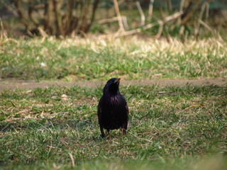crow on grass