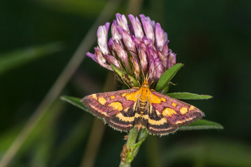 Purple borer (Pyrausta purpuralis)