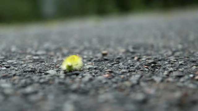 Big furry yellow caterpillar with red tail (Calliteara pudibunda) crawling on a rocky surface