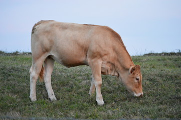 Obraz na płótnie Canvas A cow from Ruiloba, Cantabria 