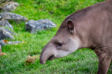 Fototapeta premium Portrait of a South American Tapir