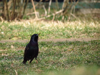 black crow on the grass