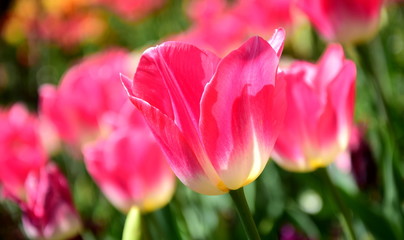 Pinke Tulpen in der Morgensonne