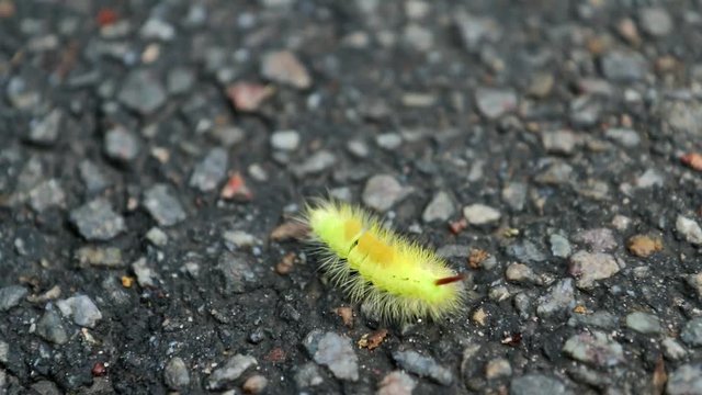 Big furry yellow caterpillar with red tail (Calliteara pudibunda) crawling on a rocky surface
