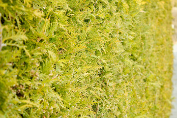 Green Hedge of Thuja Trees cypress, juniper . Bush, thuja texture. Leaves of pine tree. Close up