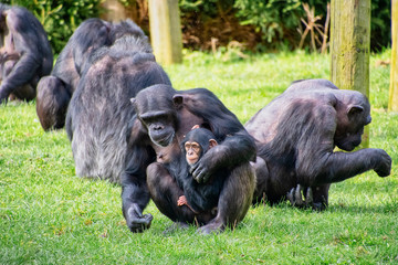 Chimpanzee with her young baby