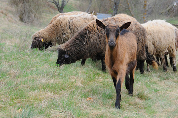 Brown Goat and Sheep