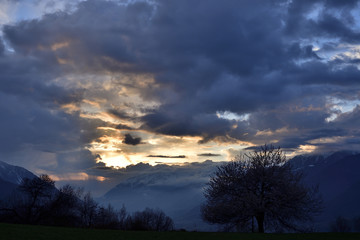 Bloomy cherry tree with Valtellina valley in back ground, during a cloudy day.