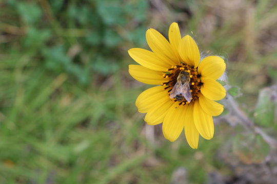 abeja en flor