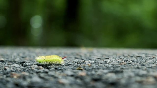 Big furry yellow caterpillar with red tail (Calliteara pudibunda) crawling on a rocky surface