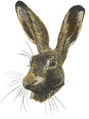 Hand drawn vector Rabbit portrait.