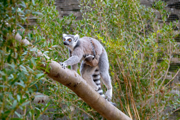 Ring tailed lemur with her new baby © russell102
