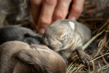 A group of newborn rabbits lying in the nest
