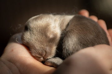 A newborn rabbit lying in the hand of a child