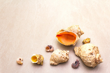 Seashells summer background. Lots of different seashells piled together, copy space, frame.