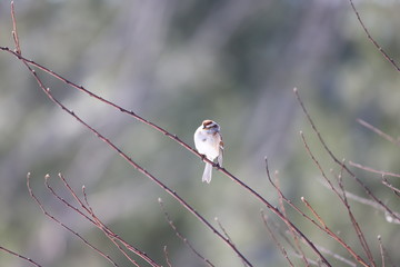 sparrow on branch