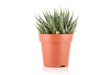 Aloe aristata plant in a pot with pebbles isolated on white background