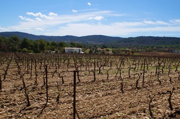 Fototapeta na wymiar vineyard in Provence