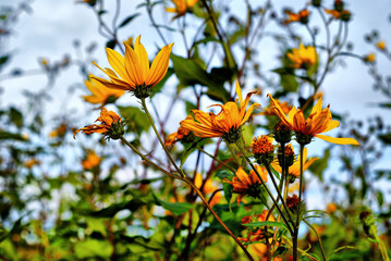 yellow flowers on a background of blue sky