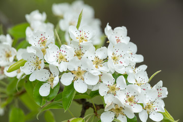 White pear blossoms, sunlight in the morning