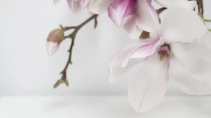 Gardinen Wunderschöne blühende Magnolien - Magnolienzweig © Corri Seizinger